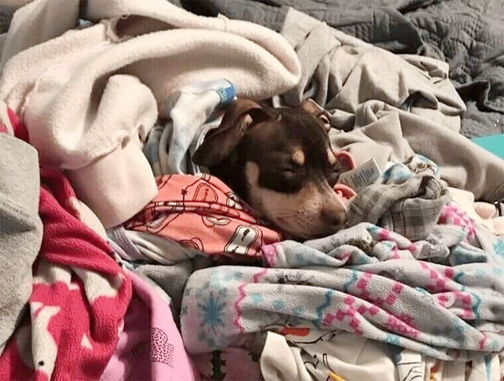 50+ Tips To Bond Well With Your Dog—Just Like How Chris Evans Does It