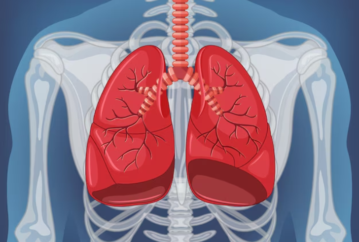 are the kidneys inferior to the lungs