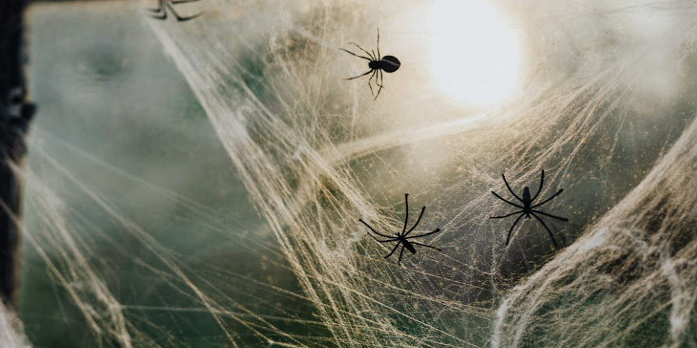 How to Get Rid of Spiders in Your Home