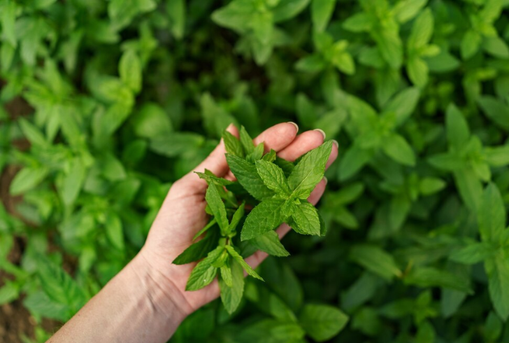 How to Get Rid of Spiders - Introduce Spider-Repelling Plants