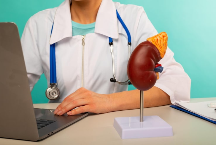 Adrenal glands model